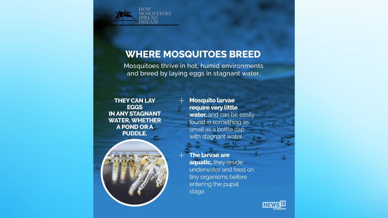  Mosquitoes breed in stagnant water and flourish in hot, humid settings. They can lay eggs in any stagnant body of water, including a pond or a puddle. Mosquito larvae require extremely little water and can be found in even the smallest of places, such as a bottle cap with stagnant water. So situations like floods make it a lot easier for mosquitoes to breed. (Image: NW18 Creative)