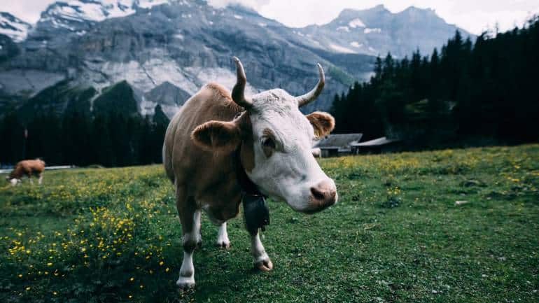 Switzerland and India: the cows that bind - Vimarsana News