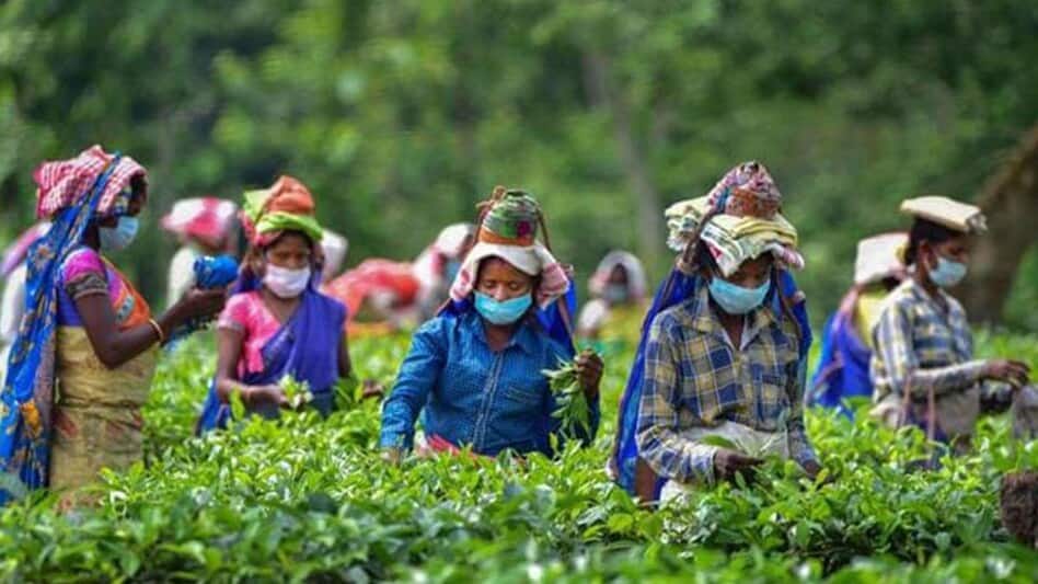 India's tea exports may see marginal decline despite geopolitical problems