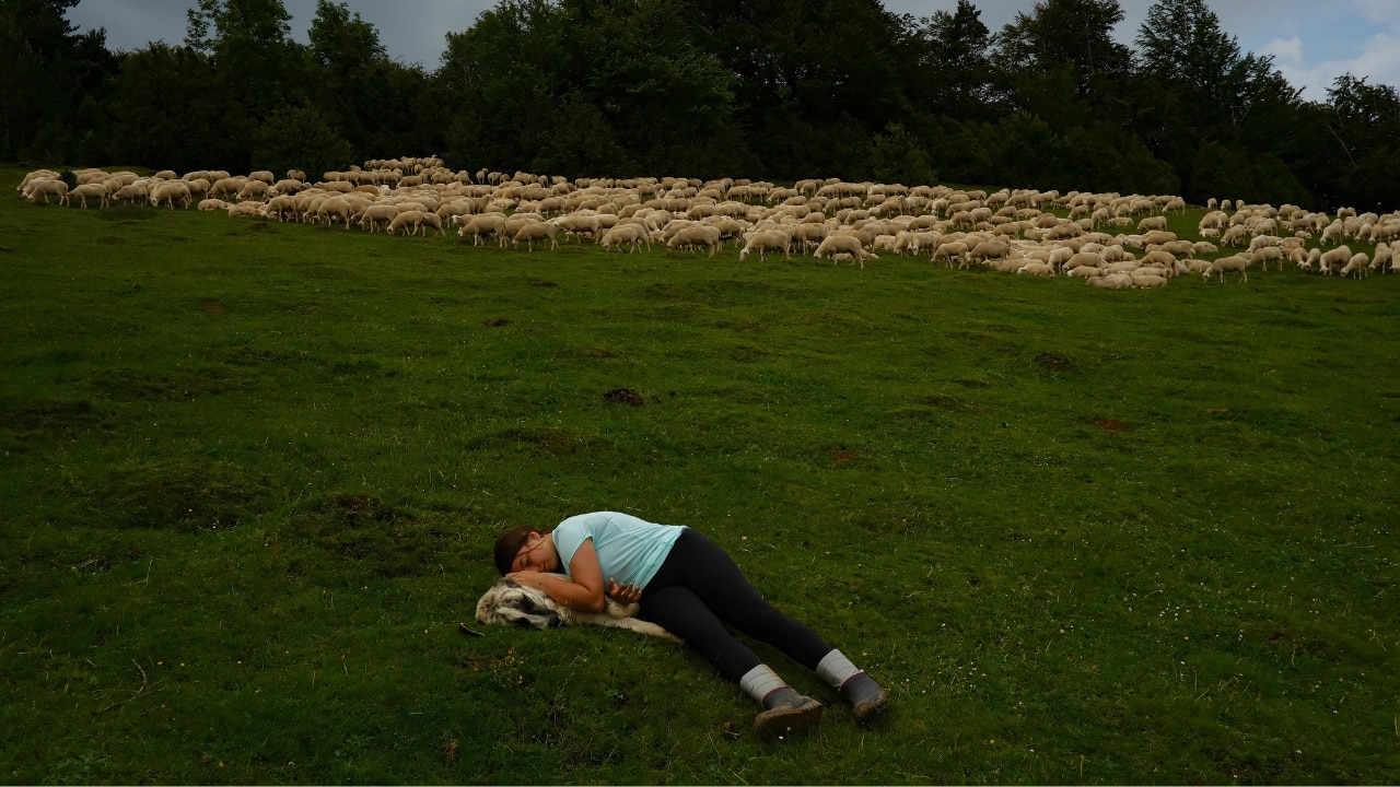 A shepherd keeps up the ancient rite of guiding sheep across northern ...