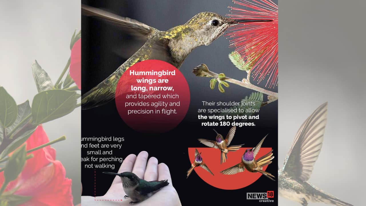 Discovering the Fascinating World of Hummingbirds 7 Intriguing Facts