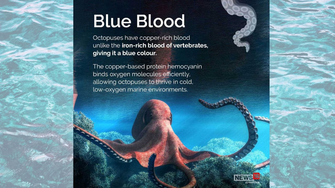 What has blue blood, 3 hearts and 9 brains? | See Pics