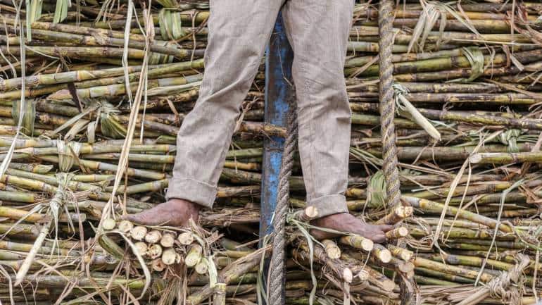 India's rice export ban sparks concern that sugar may be next - Vimarsana News