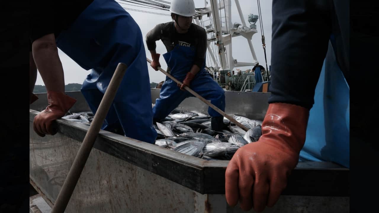 China has complained the IAEA didn’t evaluate the long-term effectiveness of Japan’s purification equipment, and has argued that waste from a nuclear accident — rather than from the usual operation of a power plant — hasn’t previously been handled in this manner. “We hope that the public can be reassured by the fact that it takes a long time” for the treated water to clear protocols, Kenichi Takahara, a Fukushima-based risk communicator for Tepco, told reporters during last month’s visit. The process is also deliberately slow, because Tepco is capable of releasing at most about 500 cubic meters of treated water a day — a fraction of the 510,000 cubic meters of seawater brought into the facility every 24 hours. (Image: Bloomberg)