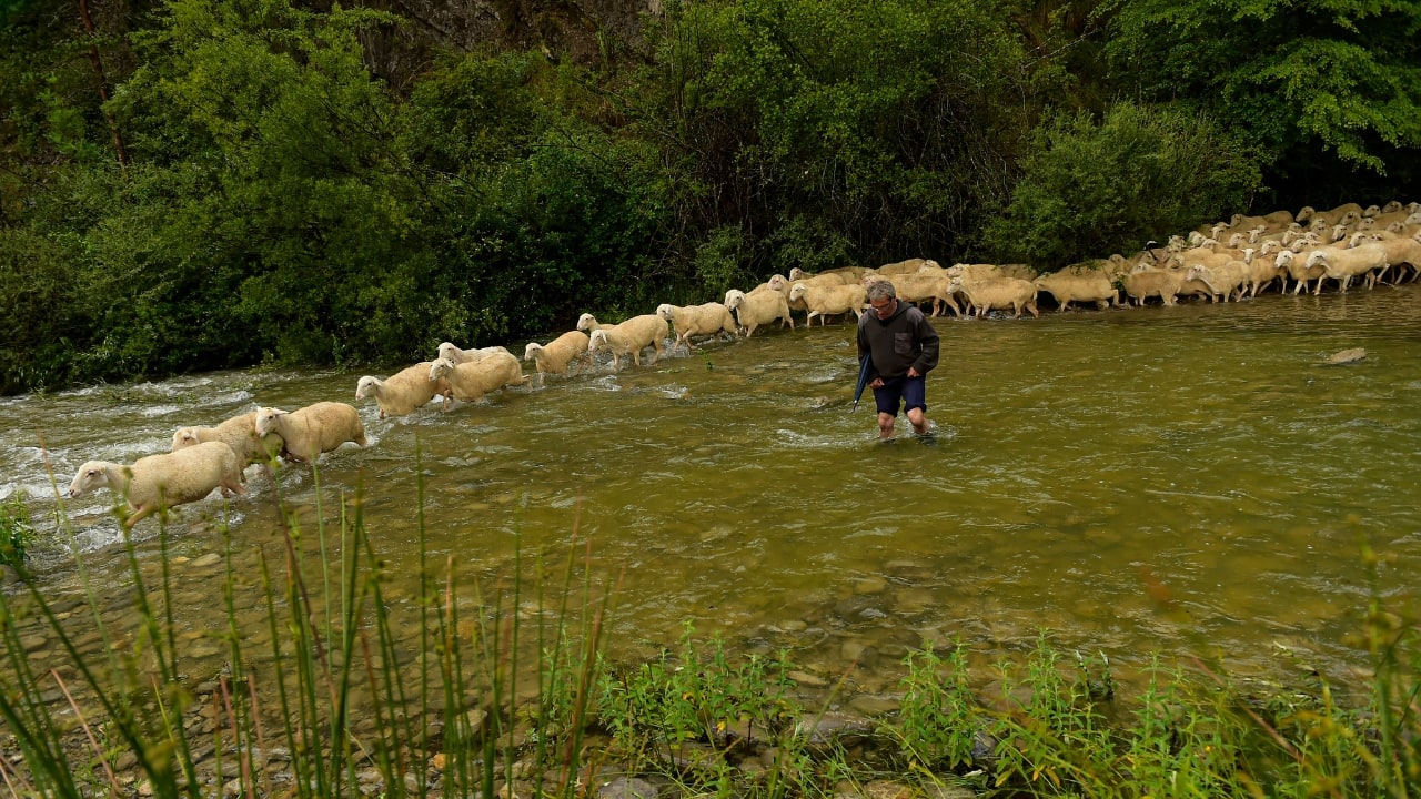 A shepherd keeps up the ancient rite of guiding sheep across northern ...