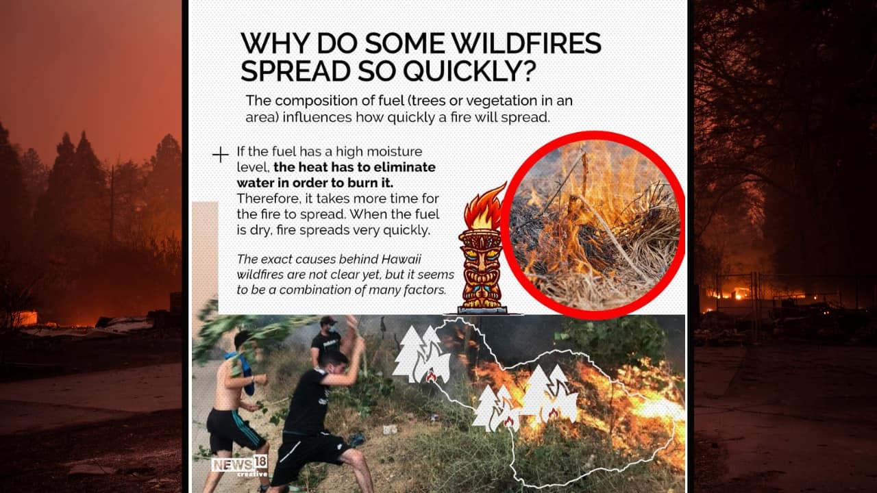 The composition of fuel (trees or vegetation in an area) influences how quickly a fire will spread. (Image: News18 creative) The composition of fuel (trees or vegetation in an area) influences how quickly a fire will spread. (Image: News18 creative)