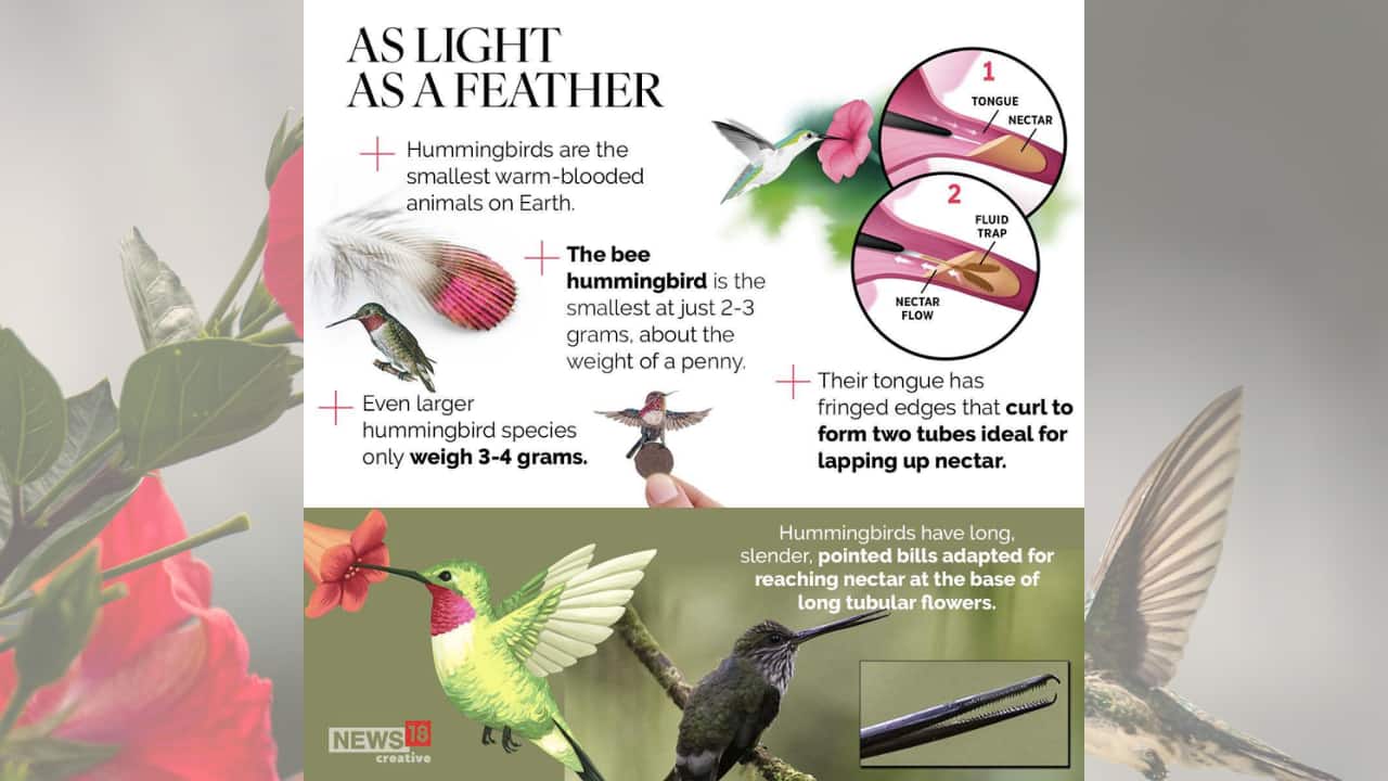 hummingbird life cycle