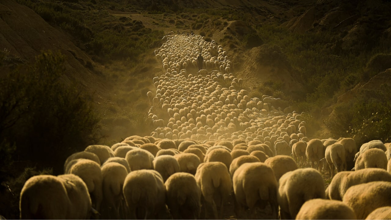 A shepherd keeps up the ancient rite of guiding sheep across northern ...