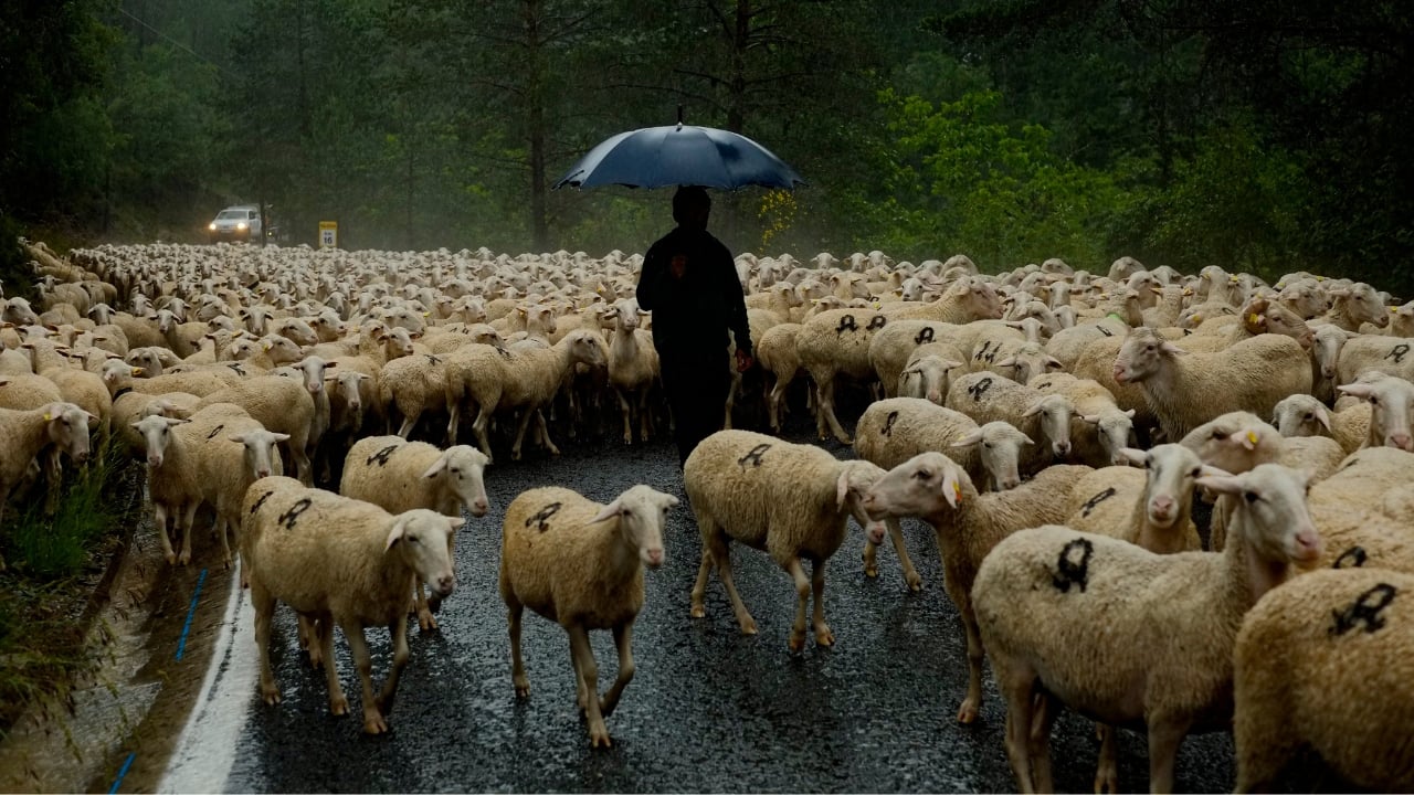 A shepherd keeps up the ancient rite of guiding sheep across northern ...