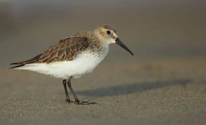 A large number of Arctic-breeding, migratory shorebirds like the Dunlin are classified as High Conservation Priority due to their declining population.