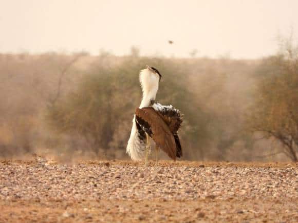 Adult male Great Indian Bustard in full gular pouch during display. (Photo: Radheshyam Pemani Bishnoi)
