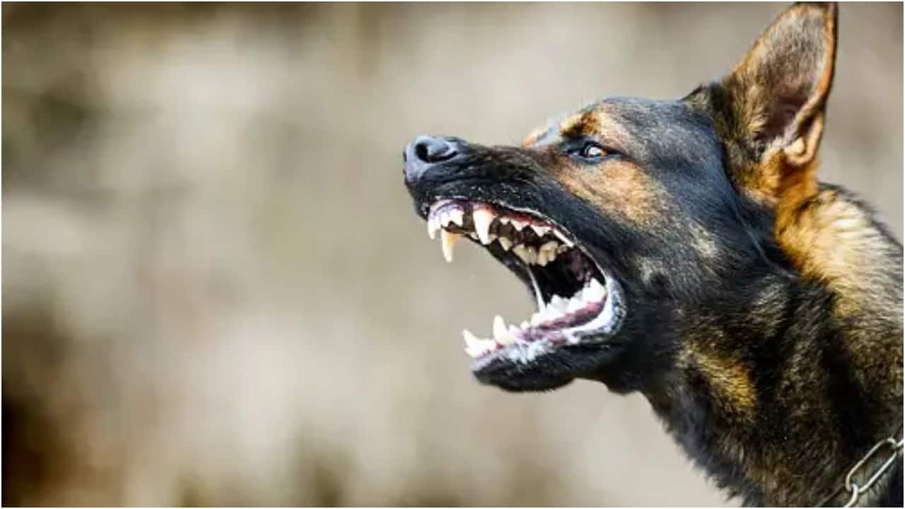 Dogs drag 51-yr-old woman from wheelchair, rip her ear off in horrific attack from Australia
