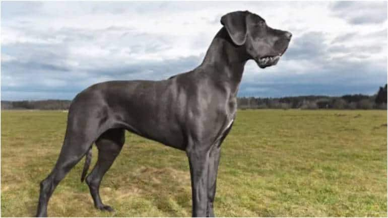 Great dane watch sales dogs