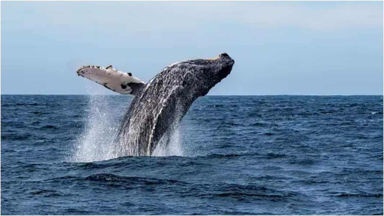 Australian YouTuber captures giant humpback whale doing rare