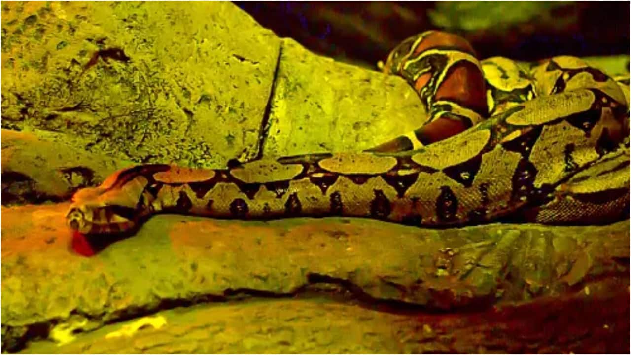boa constrictor - BROOKE'S SNAKE STORE