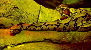 The boa constrictor is being kept at the Sioux City Animal Adoption and Rescue Centre. (Representative Image)