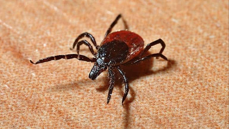 Man develops deadly allergy to meat, wool and dairy after tick bite: 'won't be leaving the house' - Vimarsana News