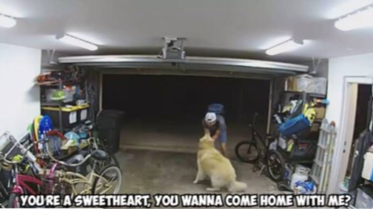 Thief steals Rs 1 lakh bicycle from US home, pets golden retriever and says 'I love you'. Watch