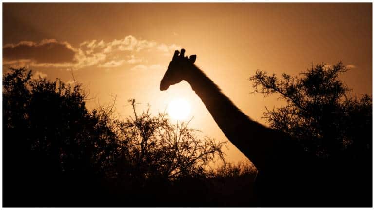 Zoo animals' unusual behaviour during total solar eclipse leaves scientists intrigued - Vimarsana News
