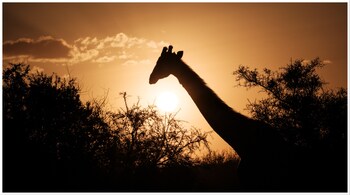 From giraffes to gorillas, a lot of species displayed intriguing behaviour during the solar eclipse in the US.