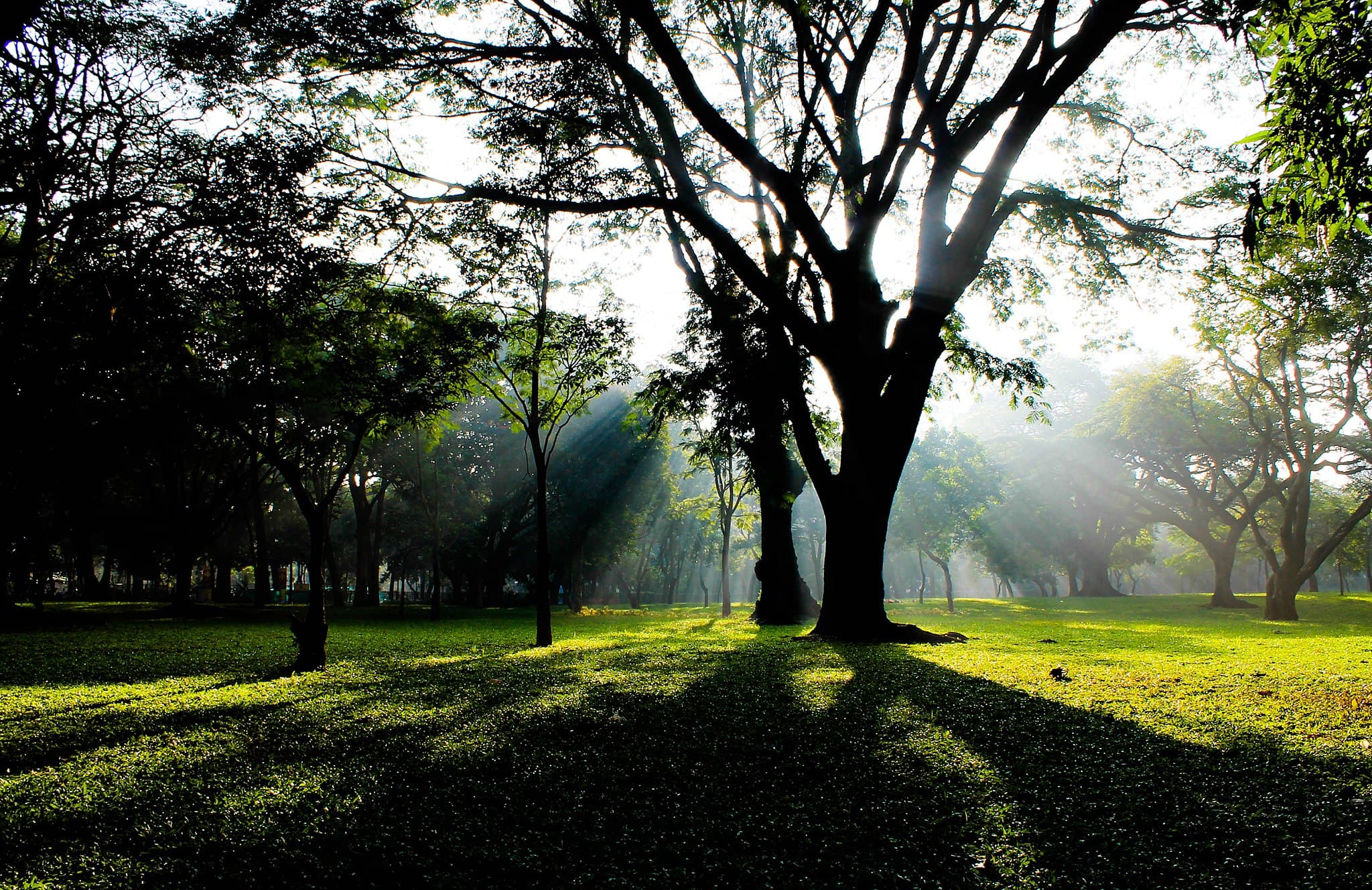 Not just Secret Santa, Bengaluru's Cubbon Park said no to these 7 activities