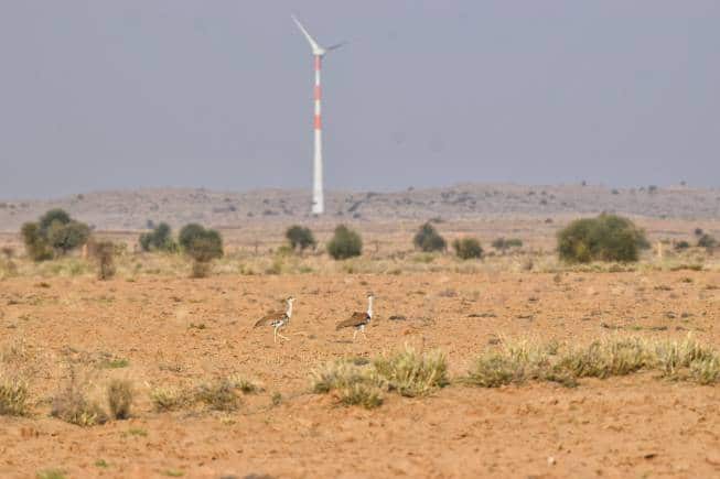 A large number of windmills and transmission lines cross the flight paths of the two sub-populations of still breeding GIBs