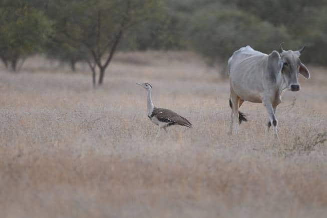 The need is to create many good habitat patches on village commons and Oran landscapes where village livestock and the majestic Great Indian Bustard can roam freely.