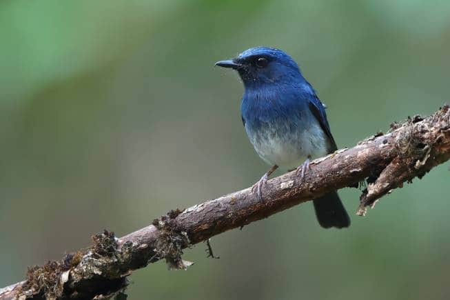 Endemic birds seem to be declining more rapidly than others and the Western Ghat endemic birds are most severely impacted, like this White-bellied blue robin.