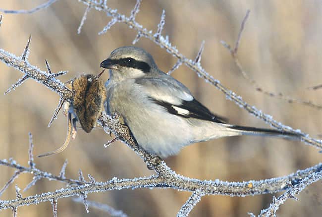 A total of 14 species, including the Great Grey Shrike, that are considered to be of ‘least concern’ globally, were found to be endangered, vulnerable or near-threatened in India.