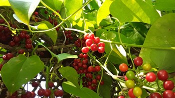 Health benefits of giloy (Image: Canva)