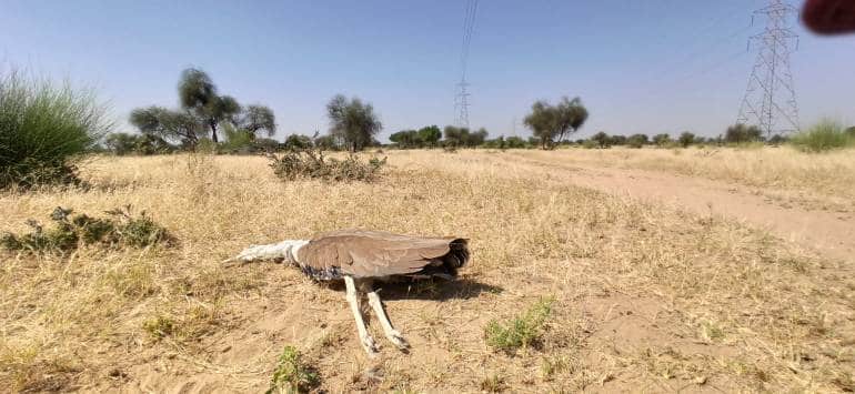GIBs fly at about 150-180 feet, the same height as transmission lines making them very vulnerable to collision and electrocution.