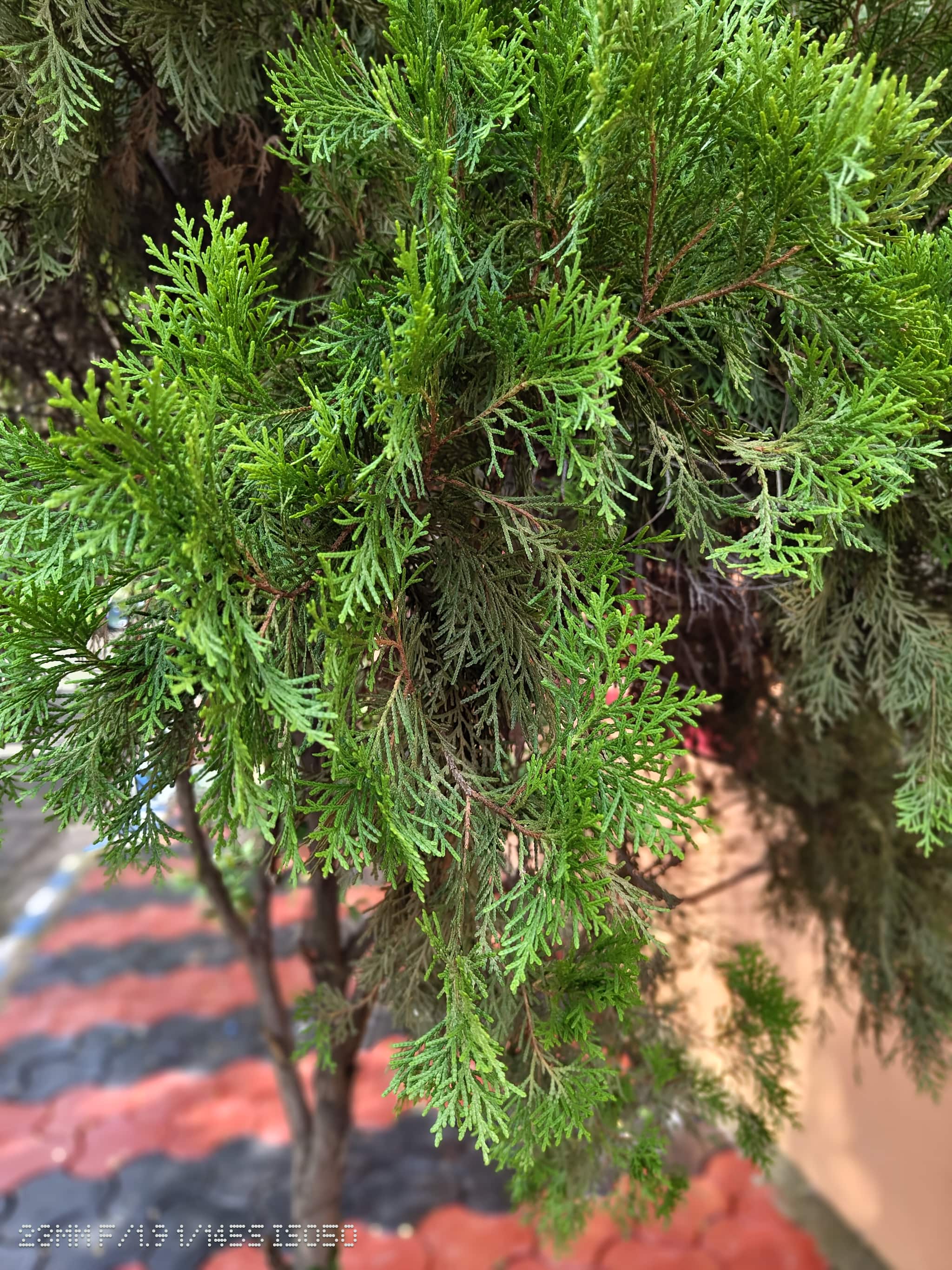 Portrait mode on the Nothing Phone (2) is a hit or miss