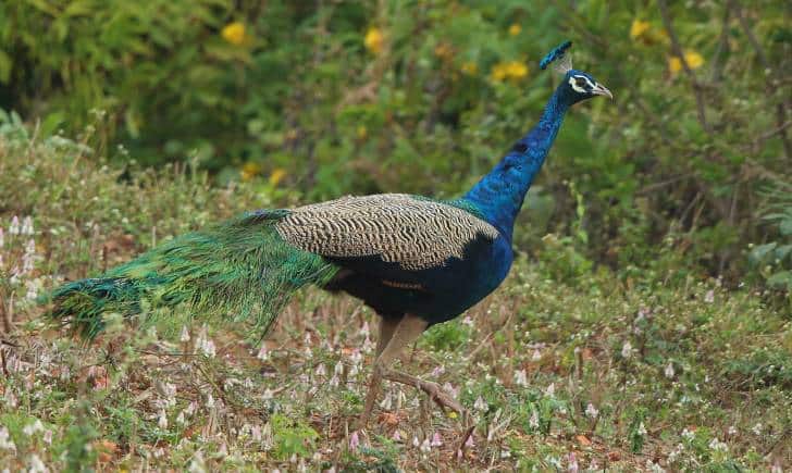 Our national bird, Indian Peafowl, continues to thrive, expanding its range and increasing in numbers in many parts of India. (Photo: Albi)