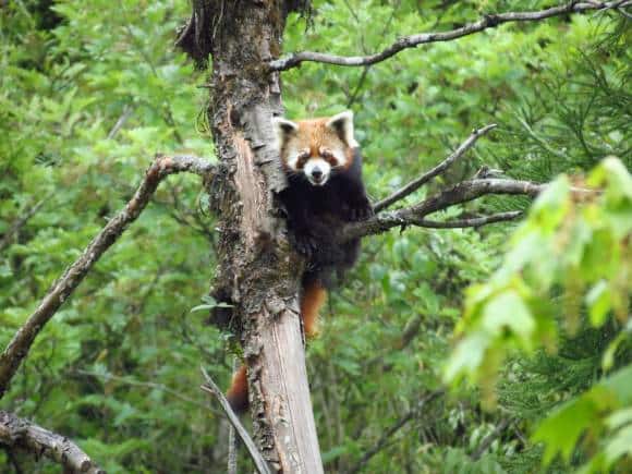 Red Panda at Neora Valley National Park, Kalimpong. (Photo: Wikimedia Commons)
