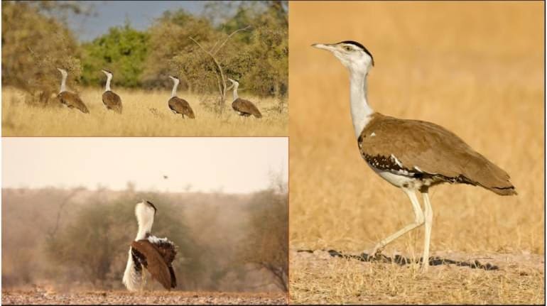 Two new 'shy' spider species found, named after Great Indian Bustard