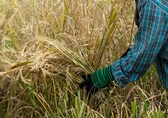 Maharashtra: 11,000 farmers hit as July rains damaged paddy crop on more than 4,200 hectares land in Raigad