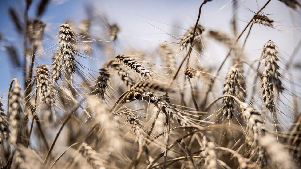 Government to sell more wheat, rice in open market to cool prices