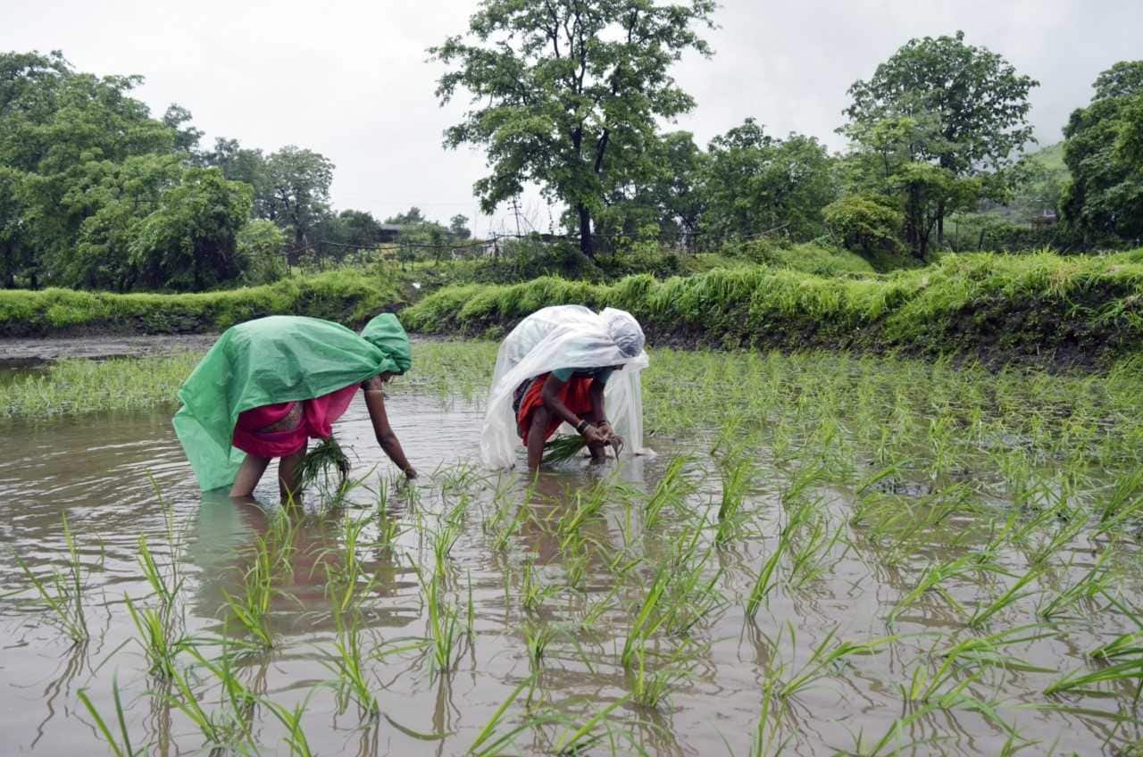PM Modi may give farm handouts as food export bans hit rural India