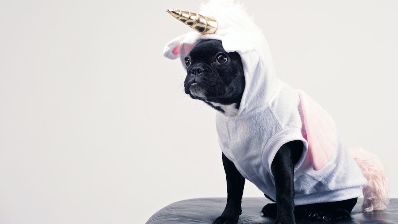 Funnycontrol | Quarterly results and Bulla na jana unicorn