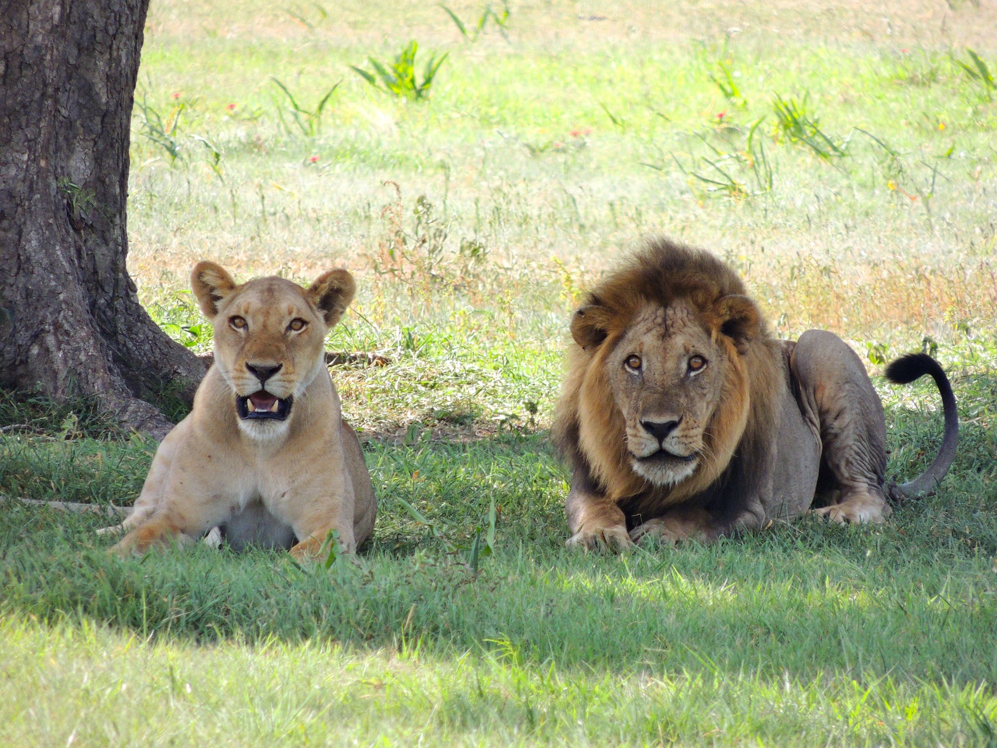 In 2013, they embarked on a journey to unite National Geographic and the Big Cat Initiative under a unified banner, aiming to safeguard the dwindling populations of big cats in their natural habitats. Since then, every year on August 10, World Lion Day has been observed to amplify understanding of the pressing conservation challenges confronting lions and to honor the magnificence and importance of these emblematic large felines. (Image: Pexels)
