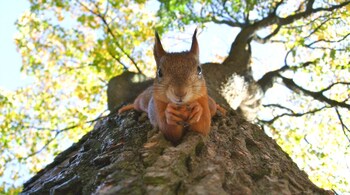 Passively active investors may squirrel away bad investments, often pleading they just don't have the time to offload them. (Image by Transly Translation via Unsplash)