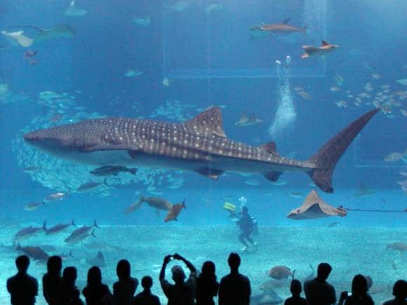 Whale Shark at uShaka Sea World, Durban, South Africa. (Photo: South Africa Tourism)