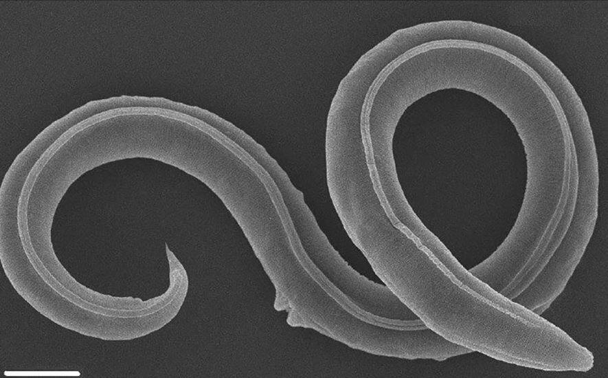 46,000-year-old 'zombie' worm found in Siberian permafrost is now having babies