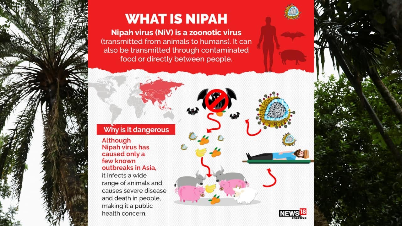 Nipah Virus Outbreak In Kerala: All You Need To Know