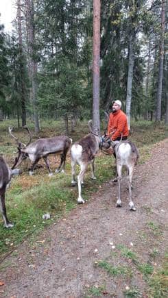 A glimpse of the reindeer farm on the Pohjola route. (Photo: Anita Rao Kashi)