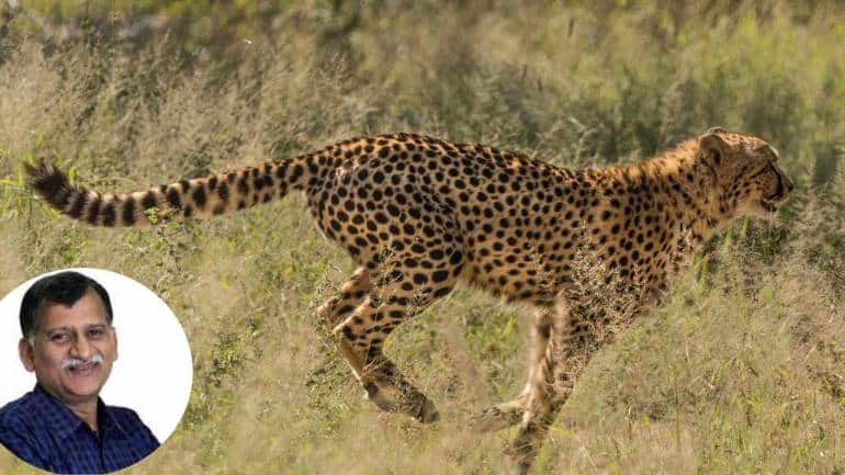 Dos & don'ts of cheetah translocation: Wildlife conservationist Ravi Chellam on the need for greater transparency & accountability - Vimarsana News