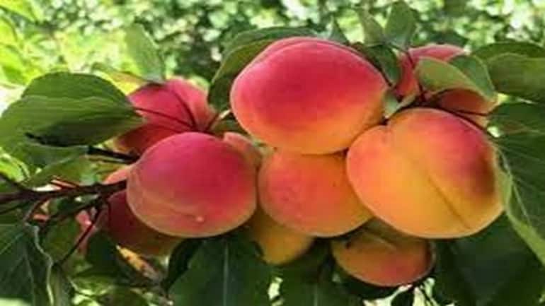 Road shipment of Ladakhi apricots should lead to reduced costs, drive demand - Vimarsana News