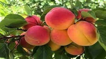 The government claims that road transport will reduce the cost of apricots in the country and drive demand, providing a fillip to Ladakh’s farmers.(Representative file Image: ANI)