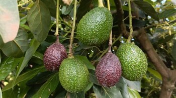 India is the newest export destination for Kenyan avocados that are currently headed for markets in the Netherlands, United States, Spain, United Kingdom, United Arab Emirates, China, Russia, Saudi Arabia and Turkey. (Photo courtesy of Avocado Society of Kenya)