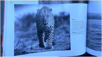 leopard